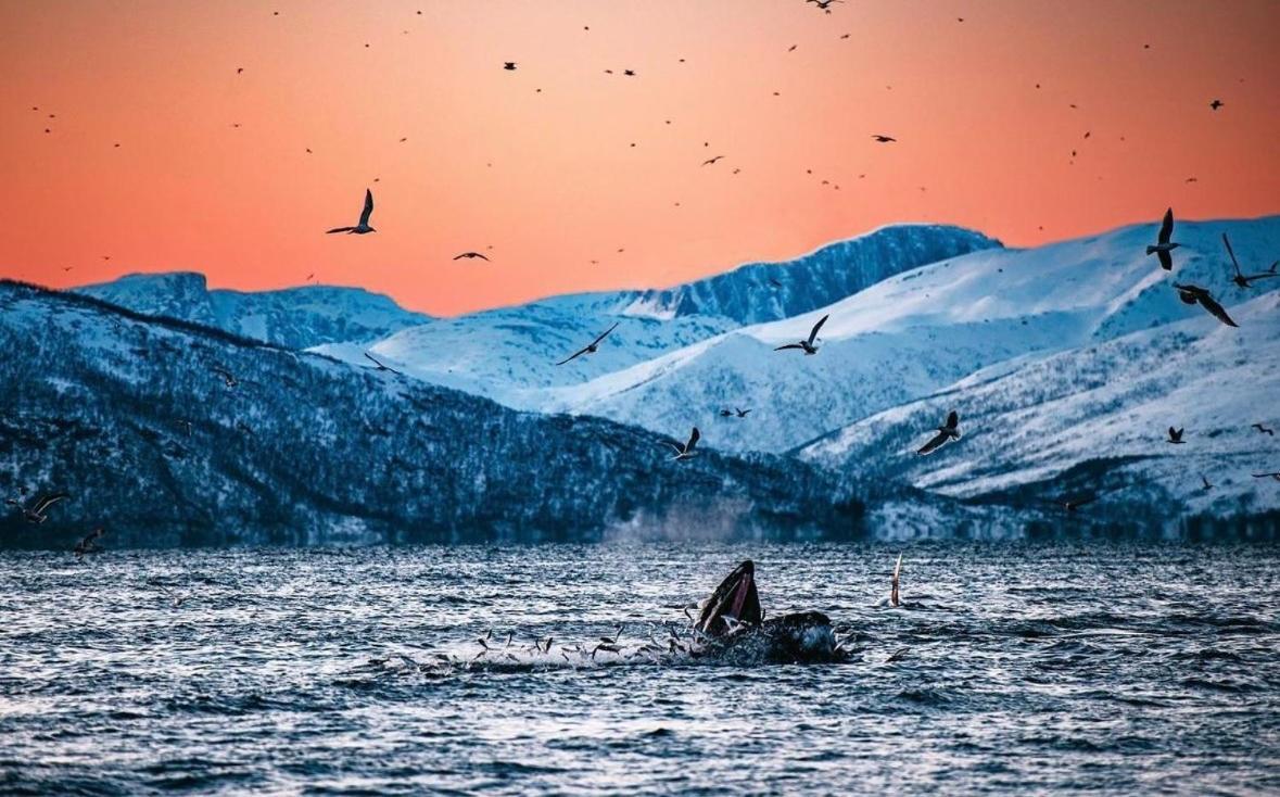 Arctic Loft Lägenhet Skjervoy Exteriör bild